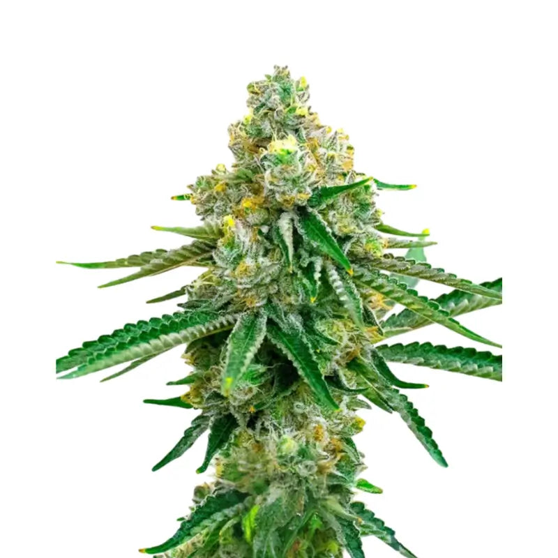 Jack Herer Auto Cannabis Seeds - 3 Seeds