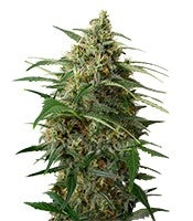 Moby Dick XXL Autoflowering (Dinafem Seeds)