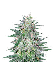 Killer Purps (Bomb Seeds)