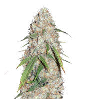 Kripple Roulette (Dr. Krippling Seeds)