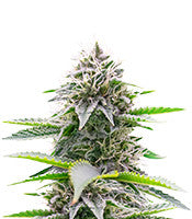 Critical Gorilla (Expert Seeds)