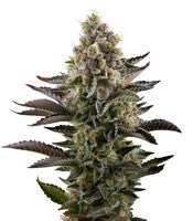 LA Widow (Kera Seeds)