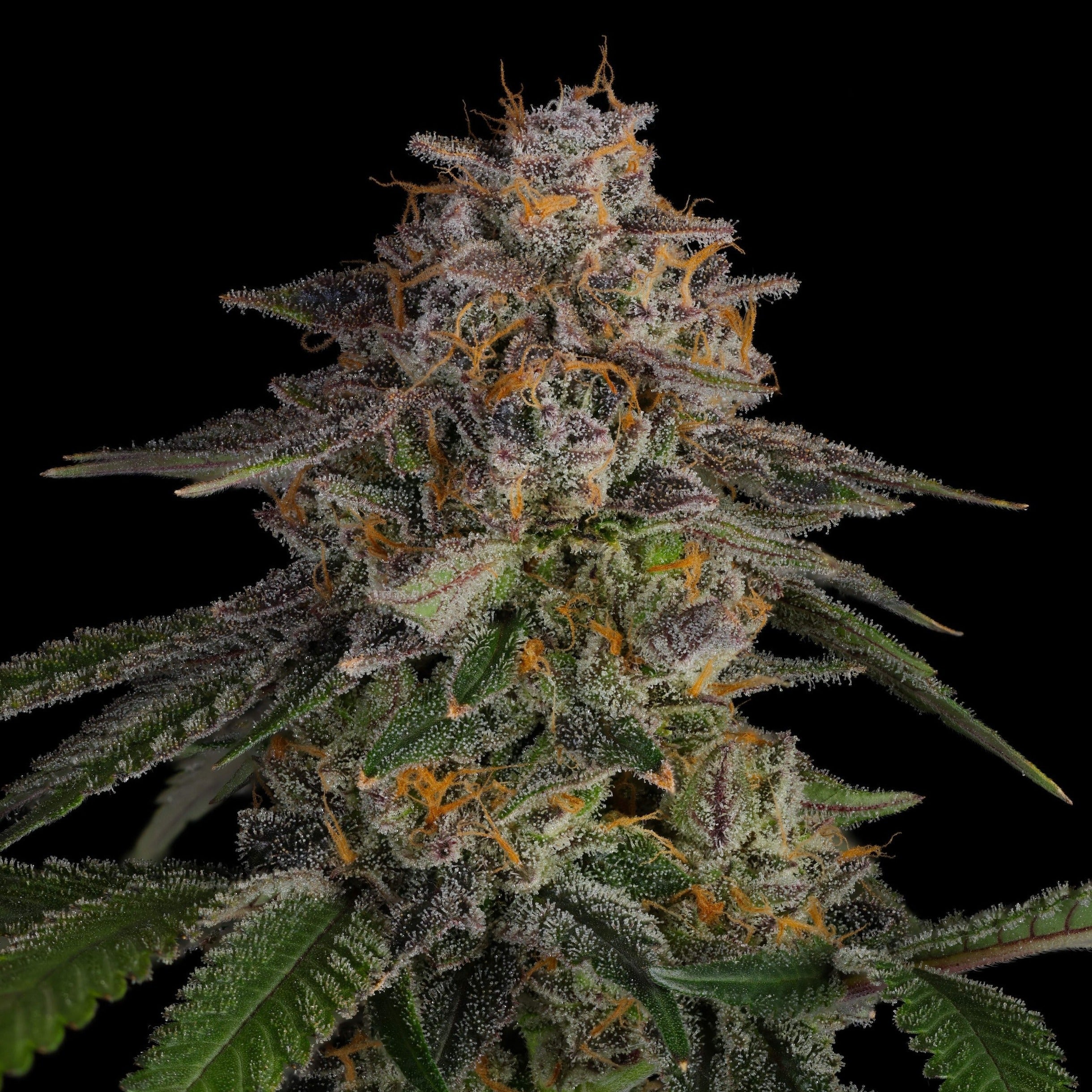 LA Kush Cake Seeds Feminized - 1 seed