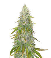 Santa Marta Haze (Seedstockers)