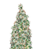 LSD Car (Barney's Farm)