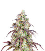 Lemon Pie Auto (Fast Buds)