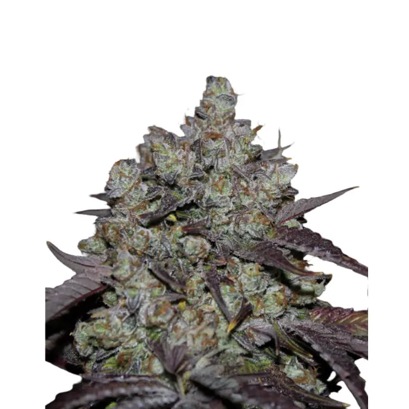 Lemon x Zkittlez x Domina Feminized Cannabis Seeds - 3 Seeds