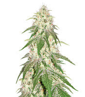 24K Gold (AKA Kosher Tangie) (DNA Genetics)