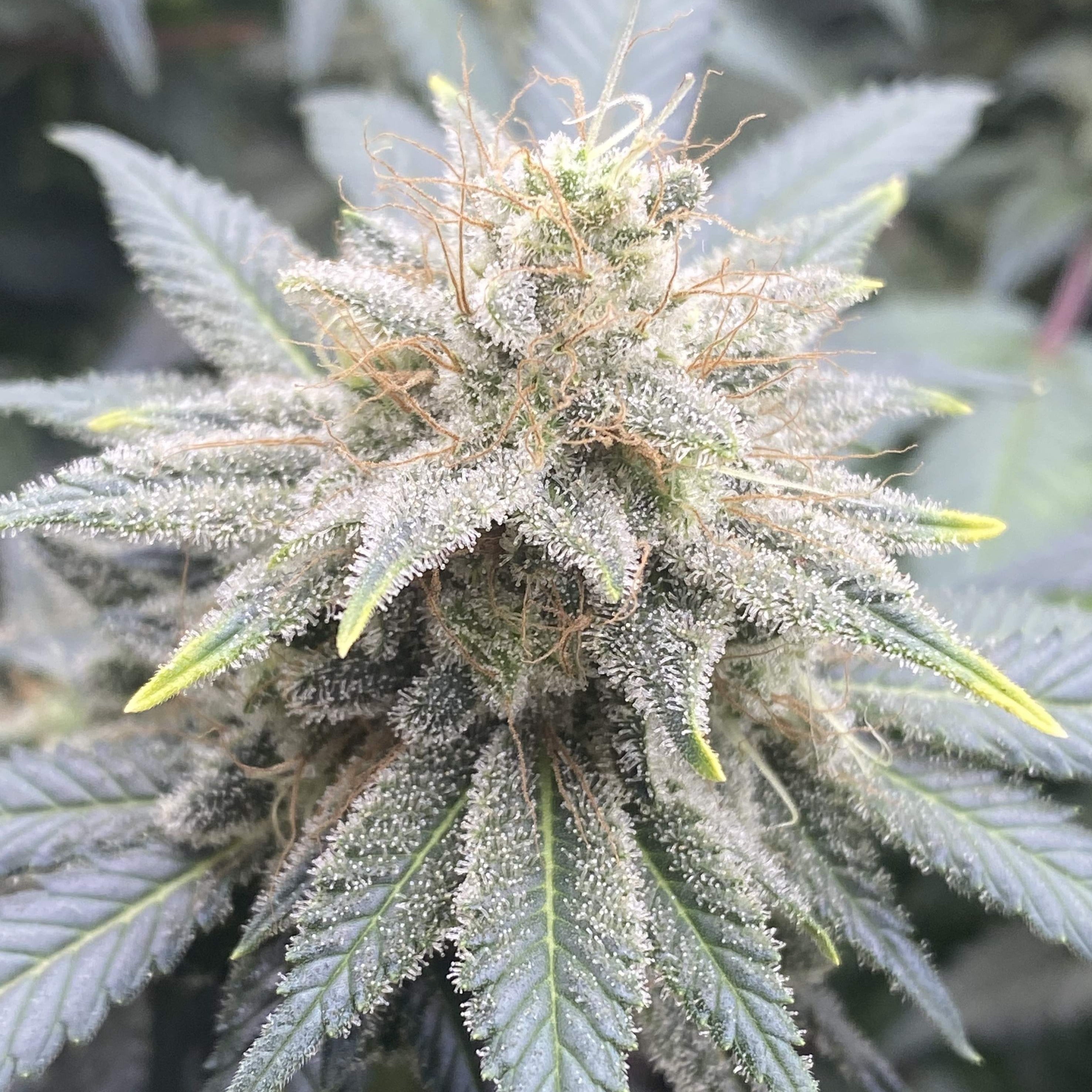 MAC Seeds Automatic - 1 seed