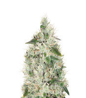 Hash Plant regular (Sensi Seeds)