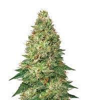 Mandarin Haze Auto (Ministry Of Cannabis)