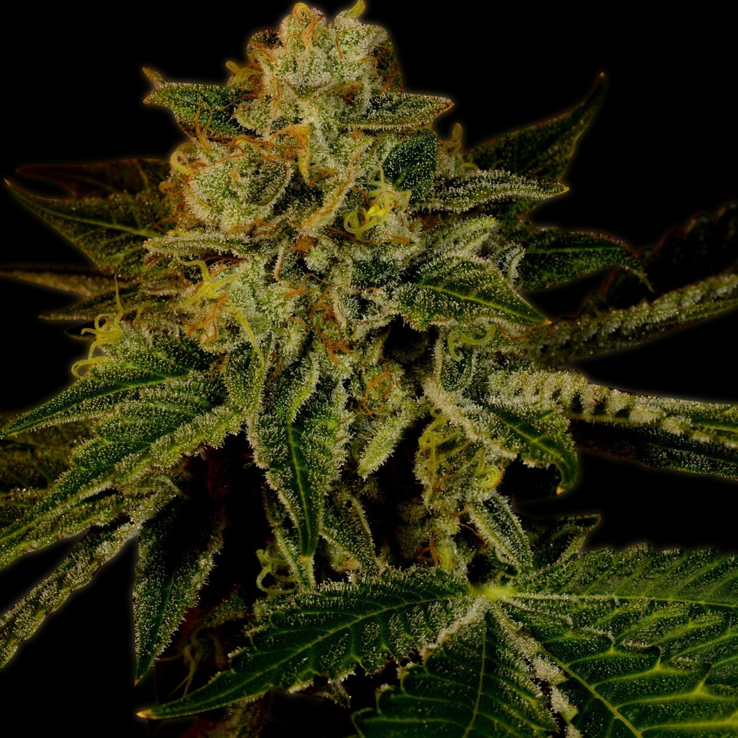 Mango Kush Steckling - 1 Steckling