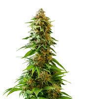 Master Kaze Regular (Mr. Nice Seedbank)