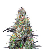 Mimosa Cake Auto (Fast Buds)