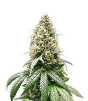 Peach Puree CBD (G13 Labs)