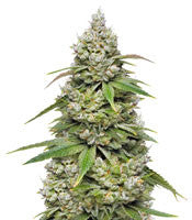 Mokum's Tulip (Dutch Passion)