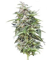 Haze Gom Auto (Grass-O-Matic)