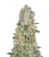 Narcotherapy Auto (Cream of the Crop Seeds)
