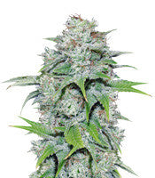 Nepal Jam regular (Ace Seeds)