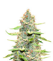 Northern Light x Big Bud (World of Seeds)