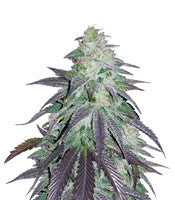 OGKZ (Humboldt Seeds)