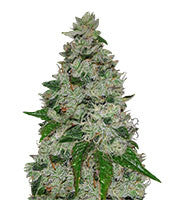 Ocean Grown Cookies (Dinafem Seeds)