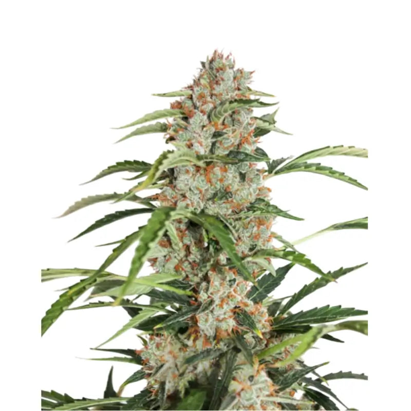 Orange Bud Auto Cannabis Seeds - 3 Seeds