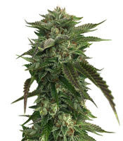 Original Bruce Banner regular (Dark Horse Genetics)
