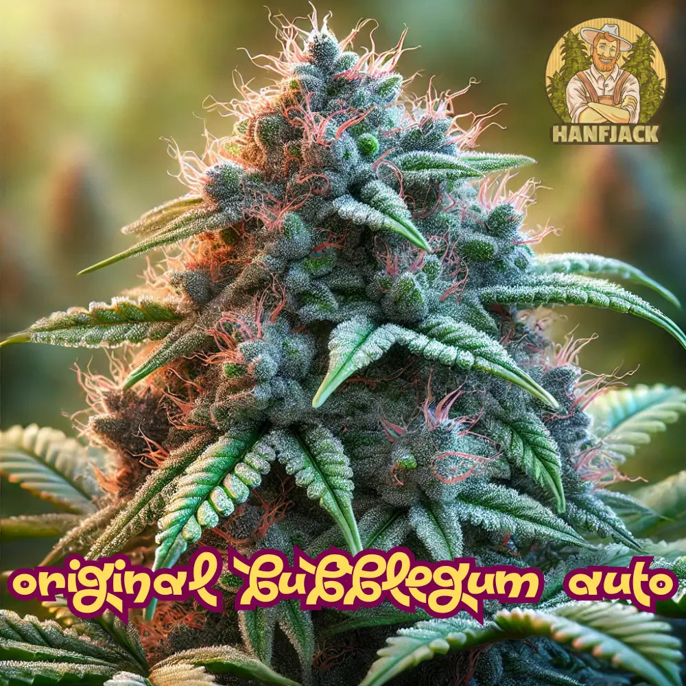 Original Bubblegum Auto Cannabis Samen - 3 Seeds