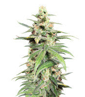 Pakistan Chitral Kush Standard (Ace Seeds)