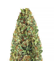 Passion Fruit Punch (Humboldt Seeds)