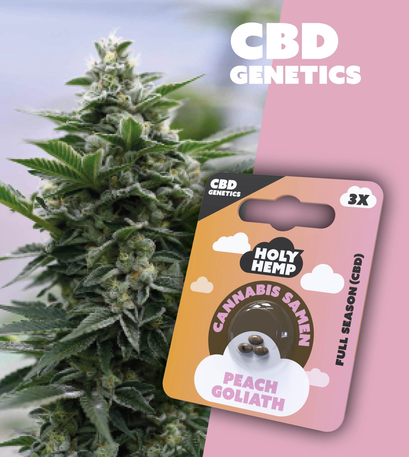 Peach Goliath - CBD Genetics