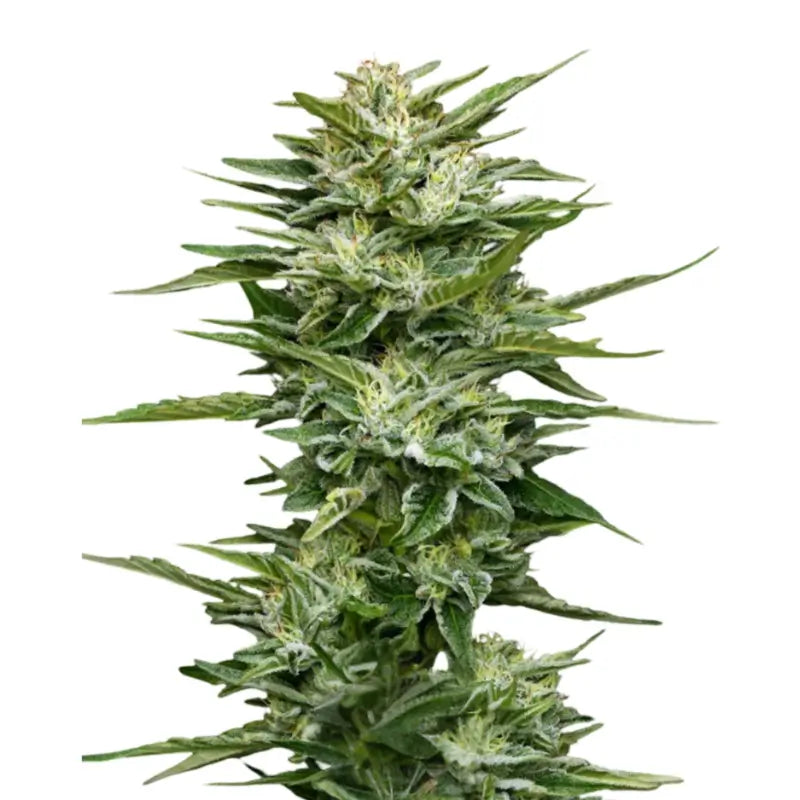 Pineapple Cannabis Samen Feminisiert - 3 Stück