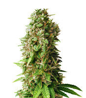 Princess Haze Regular (Brothers Grimm Seeds)