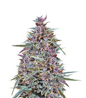 Purple Haze x Malawi (Ace Seeds)