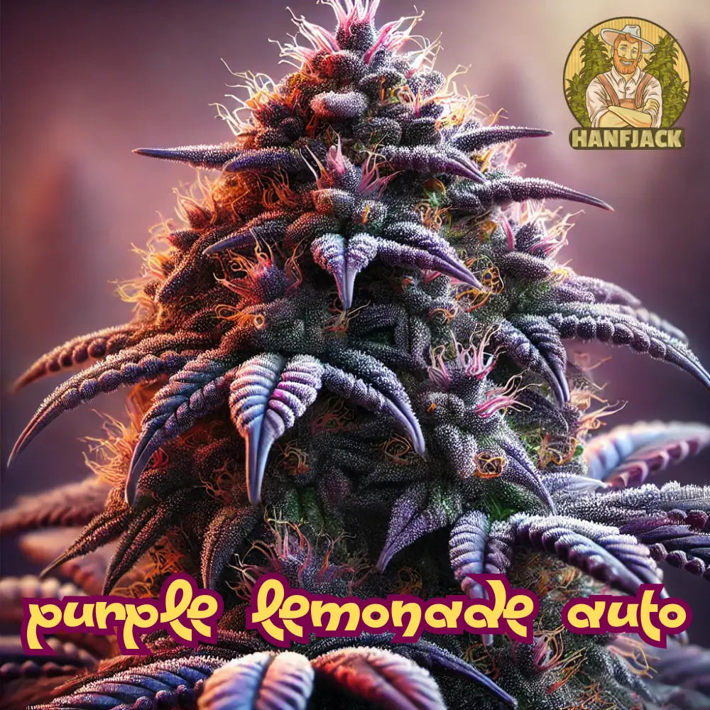 Purple Lemonade Auto Cannabis Samen - 3 Seeds