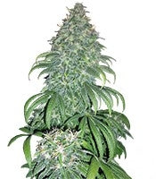 Super Bud (GHS)