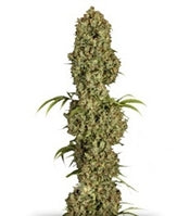 Jorge's Diamonds #1 (Dutch Passion)