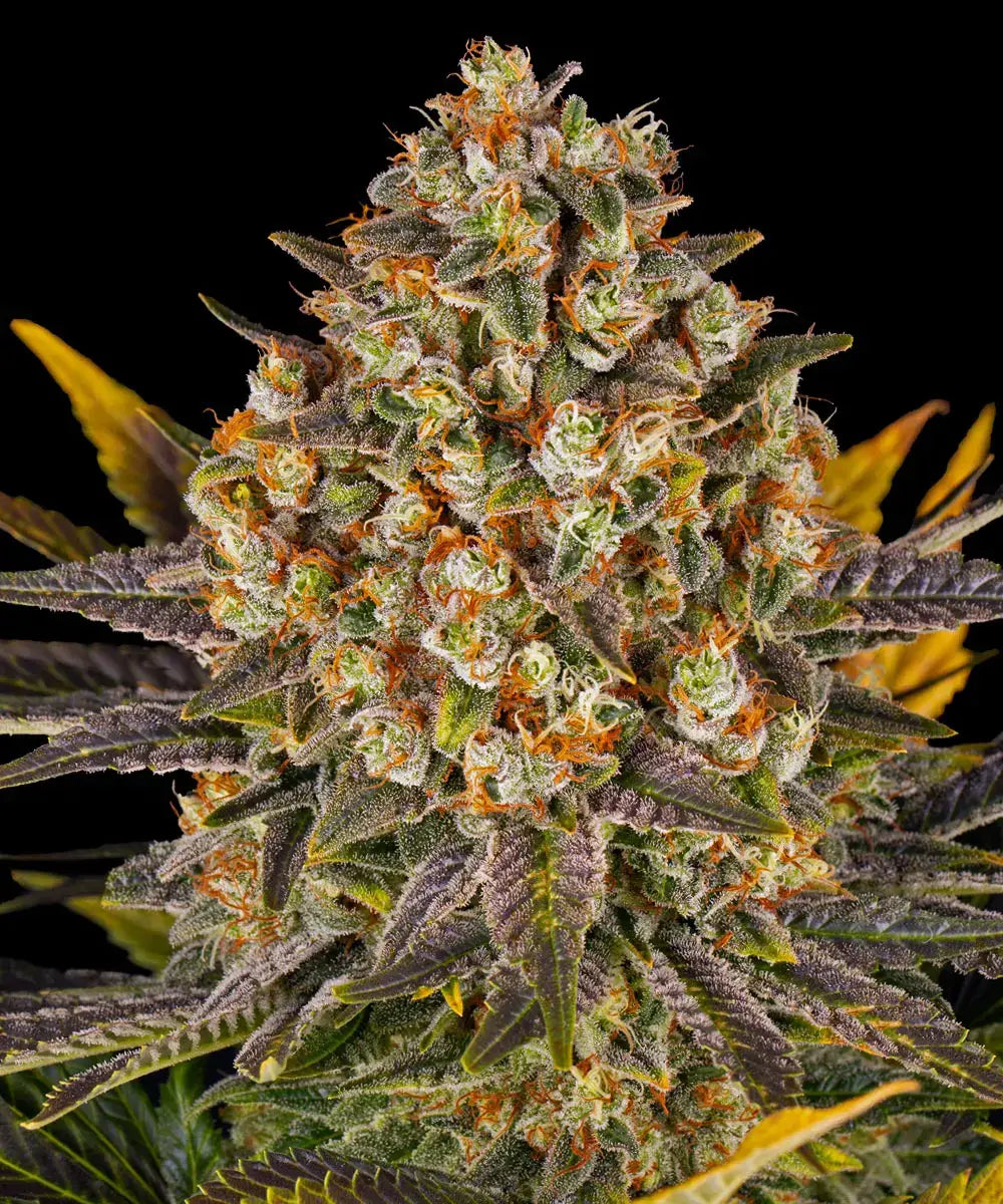 Barneys Farm Banana Punch - 3 Stück