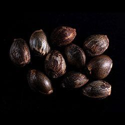 Swiss Dream Rosé Auto Cbd - 10+3 Seed