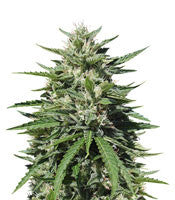 Royal Cookies Automatic (RQS)