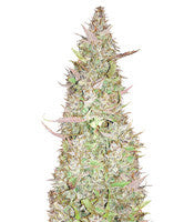 Ruderalis Skunk regular (Sensi Seeds)