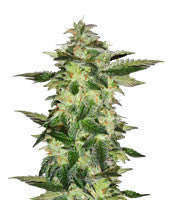 Wedding Gelato (RQS)