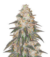 Runtz Punch (Herbies Seeds)