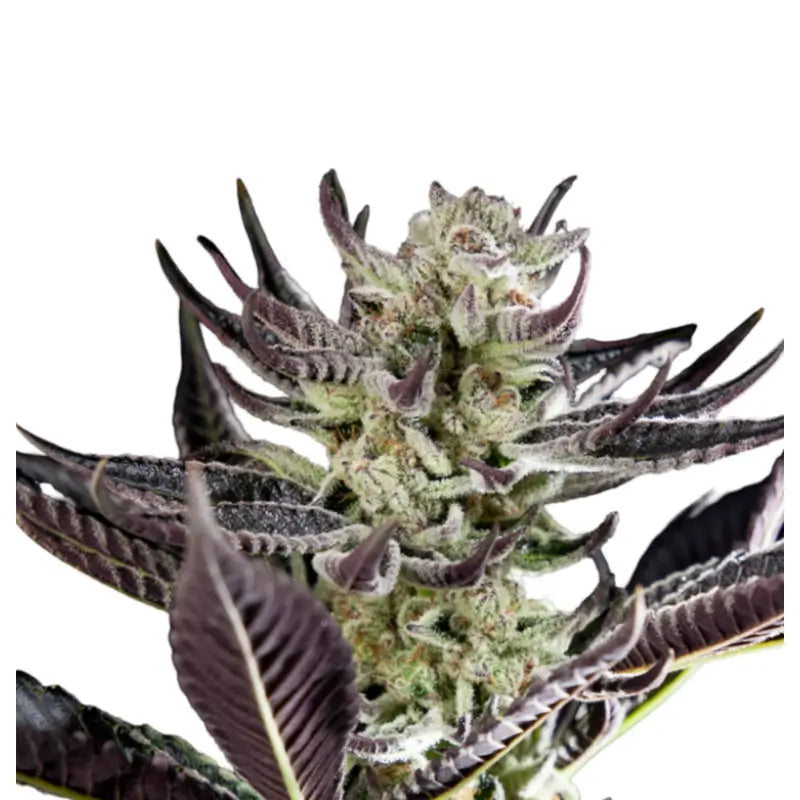 Runtz x Purple Punch Feminized Cannabis Seeds - 3 Seeds