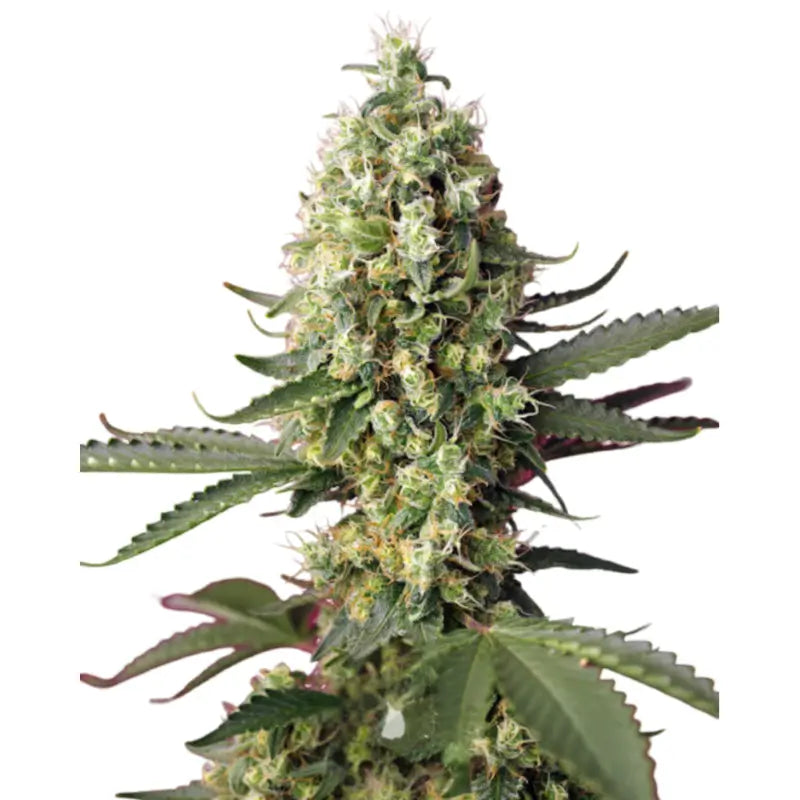 Runtz x Skywalker OG Cannabis Samen Feminisiert - 3 Stück