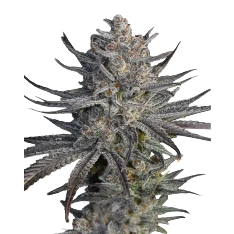 Runtz x Zkittlez Cannabis Samen Feminisiert - 3 Stück