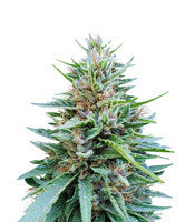 Shaman regular (Dutch Passion)