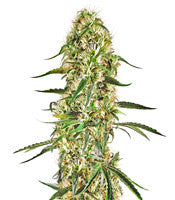 Silver Bubble Regular (Reserva Privada)