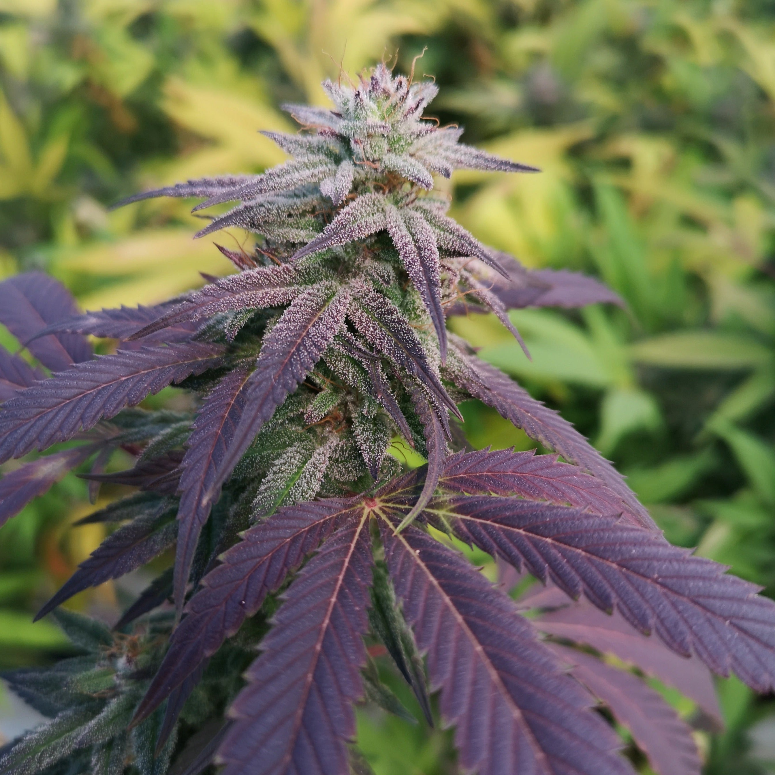Skittlez Seeds Feminized - 1 seed